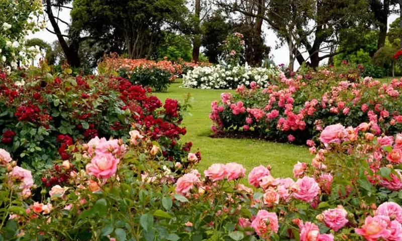 Crea un Oasis Floral: La Guía Definitiva para Diseñar un Jardín de Rosas Espectacular