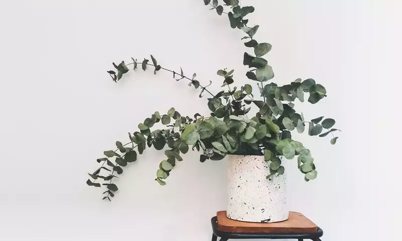 Eucalipto en Casa: Guía Completa para su Conservación y Uso Decorativo
