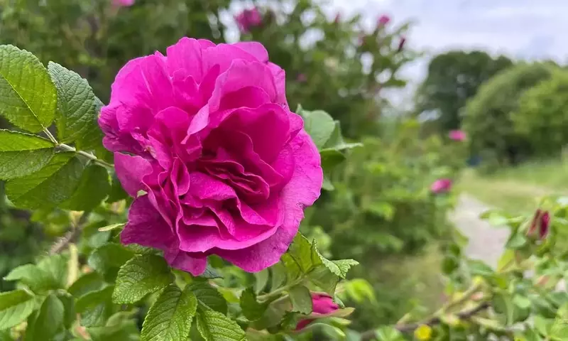 Descubre las Variedades de Rosas Más Robustas para Tu Jardín