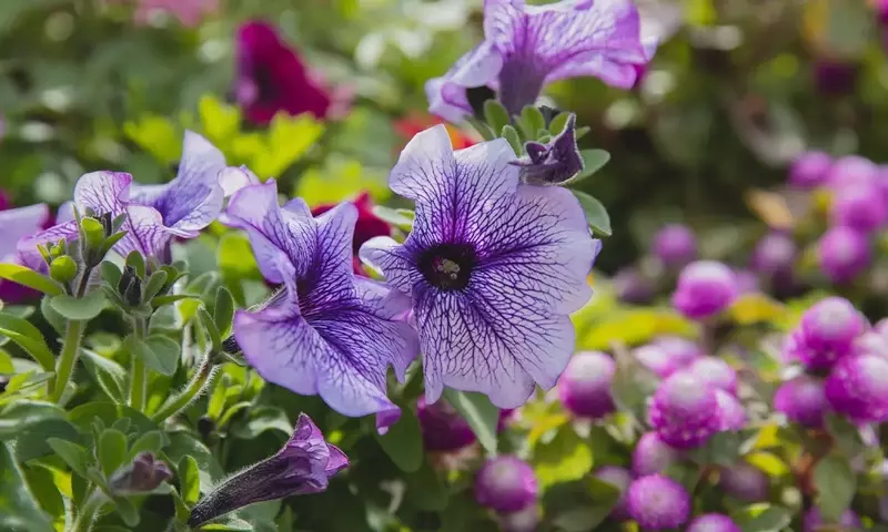 Guía Definitiva para el Cuidado y Floración Espectacular de sus Petunias: Nutrición y Consejos Esenciales