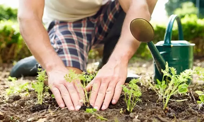 Embellezca Su Jardín: Guía de Siembra Floral en Pleno Agosto