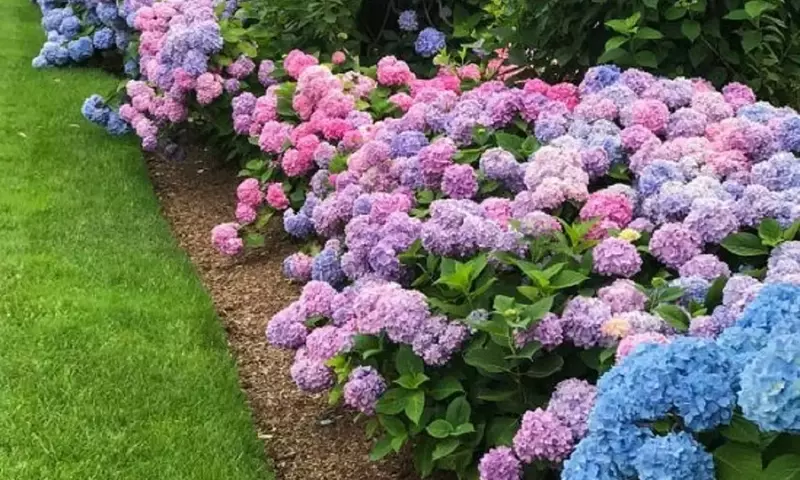 Secretos para Hortensias Espléndidas: Evita Errores Comunes