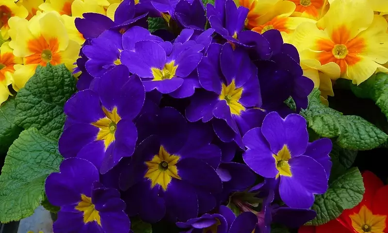Prímulas: El Encanto Floral que Anuncia la Primavera