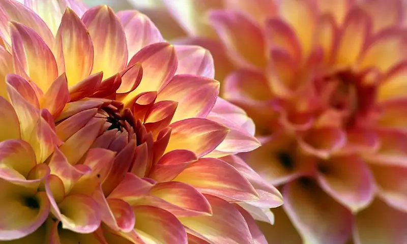 Guía Esencial de Flores de Jardín para Principiantes