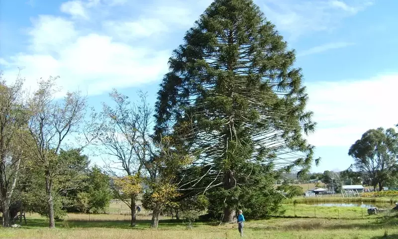 Descubriendo la Majestuosa Araucaria Bidwillii: Un Legado Viviente de la Naturaleza