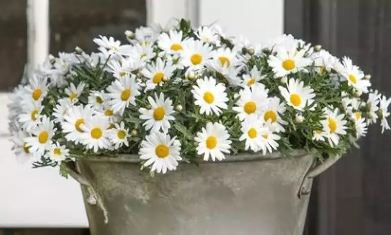 Inspírate: Ideas Creativas para Embellecer tu Hogar con la Alegría de las Margaritas