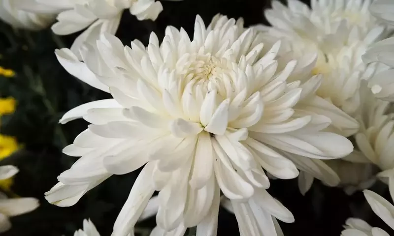 El Crisantemo Blanco: Símbolo de Pureza y Tradición Cultural