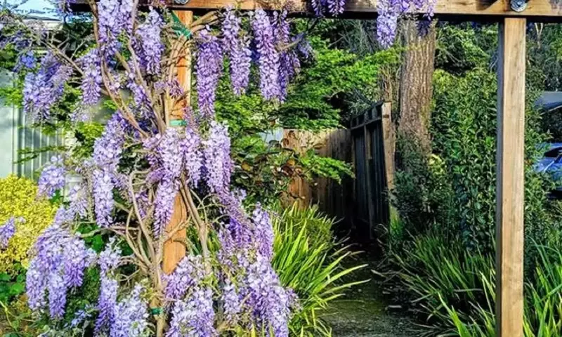 Enredaderas con Floración Continua: Una Guía Completa para Jardines Vibrantes