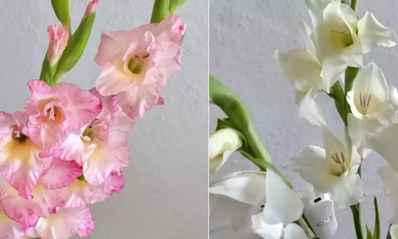 Gladiolos Blancos: Simbolismo, Historia y Cuidado para tu Jardín