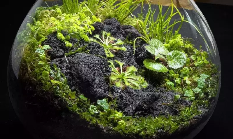 Crea tu Propio Ecosistema Fascinante: Guía Completa para un Terrario de Plantas Carnívoras