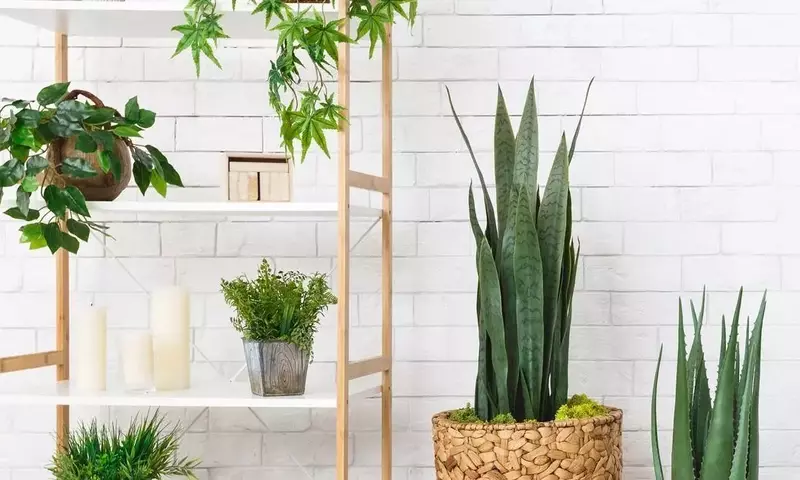 Las 15 Plantas Ideales para Decorar tu Hogar con Mínimo Riego
