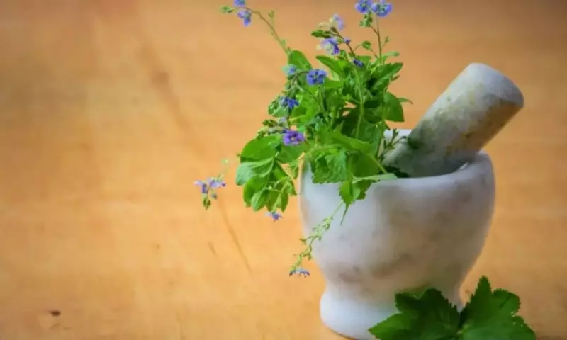 El Poder Aromático de la Naturaleza: Flores para la Salud Integral y el Bienestar del Hogar