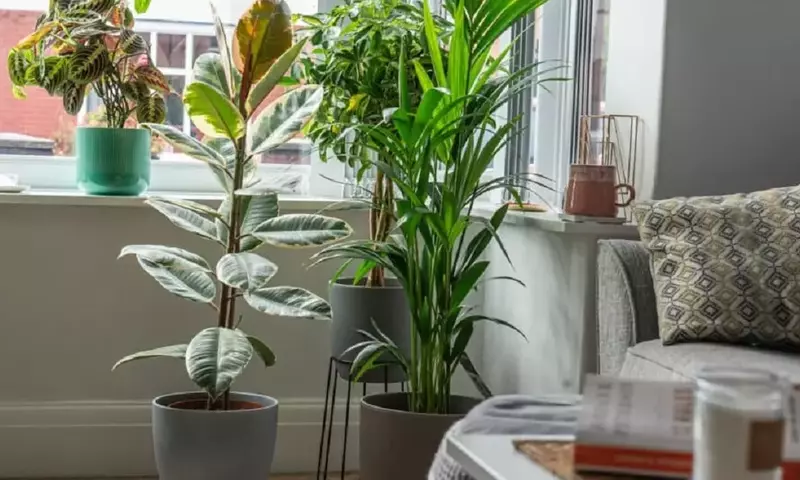 Las 10 Plantas de Interior Ideales para Novatos: Guía Esencial para un Hogar Verde