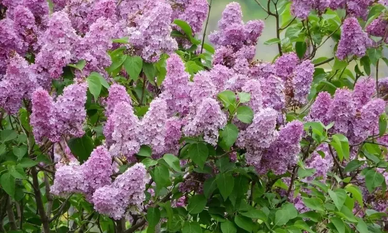 Guía Definitiva para Multiplicar y Cuidar Lilas en Tu Jardín