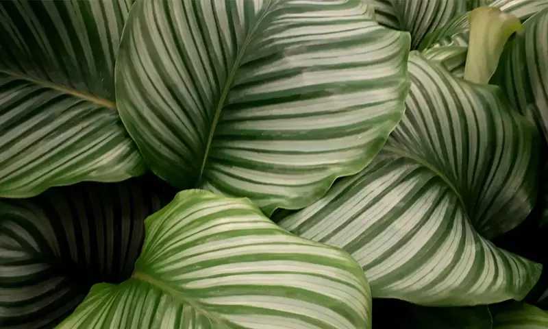Descubriendo los Secretos de la Calathea: Una Joya Tropical para tu Hogar