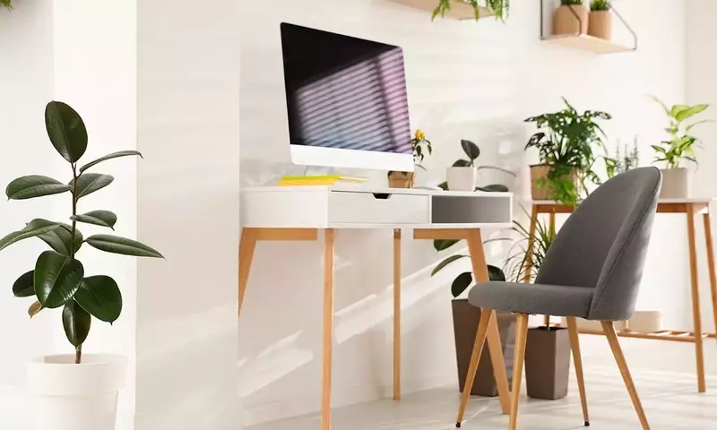 Transforma tu Oficina: Guía Completa de Plantas Ideales para Espacios sin Ventanas