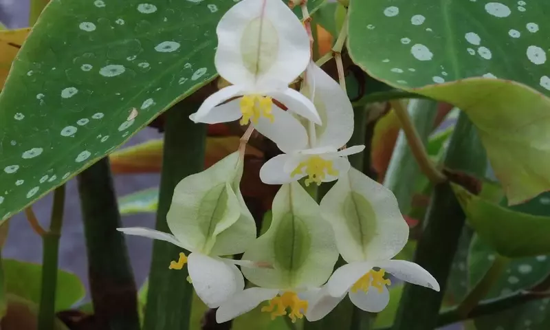 Propagación de Begonia Maculata: Técnicas Efectivas para Multiplicar su Belleza