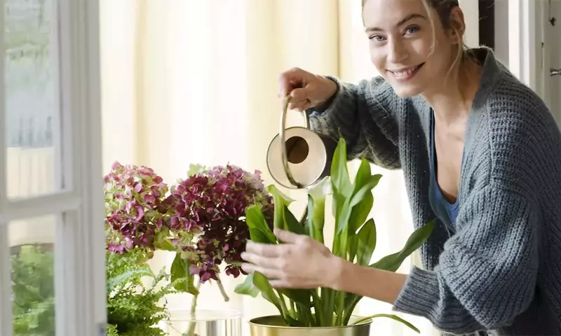Plantas de Interior: Consejos para su Salud frente al Aire Acondicionado