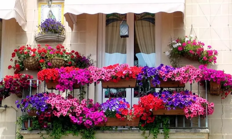 Petunias: Un Tesoro Floral de Belleza, Simbolismo y Salud