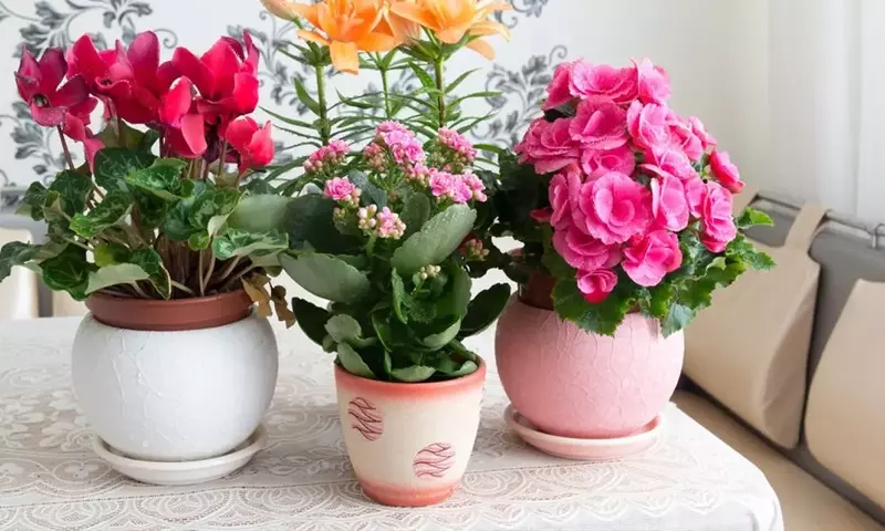 Ciclamen: Guía Completa para su Cultivo y Cuidado Espectacular