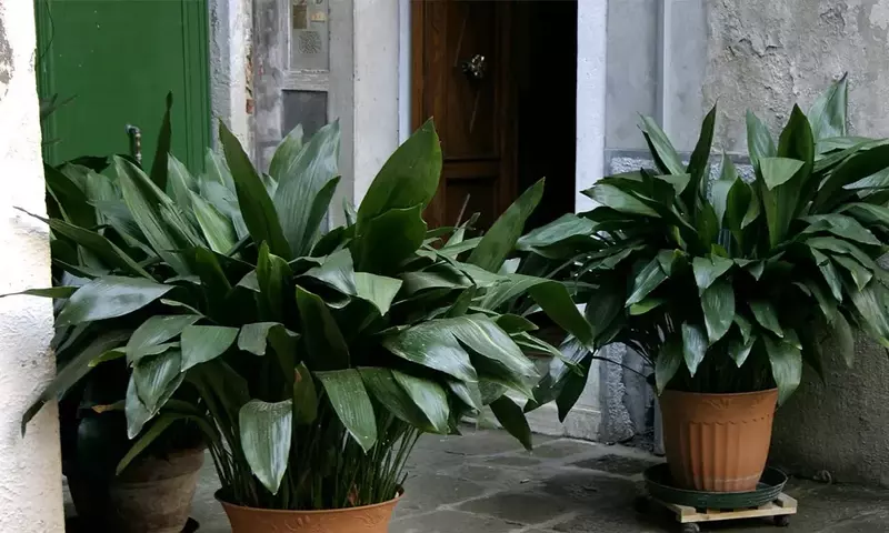 Técnicas Expertas para Multiplicar Tu Aspidistra: Una Guía Completa