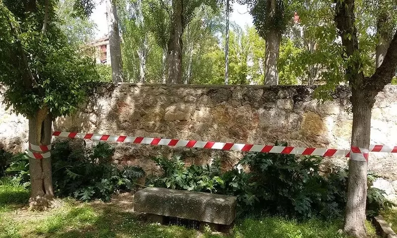 Árboles Idóneos para Proximidades de Muros: Una Guía Detallada para Paisajes Urbanos