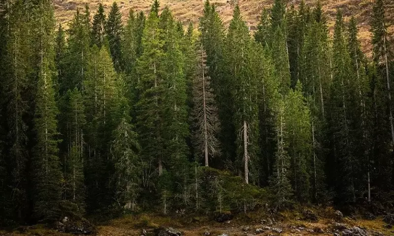 Árboles: Pilares Esenciales en la Lucha Global Contra la Crisis Climática