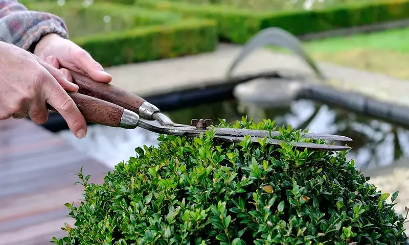 Guía Definitiva para el Mantenimiento de Plantas y Arbustos Perennes