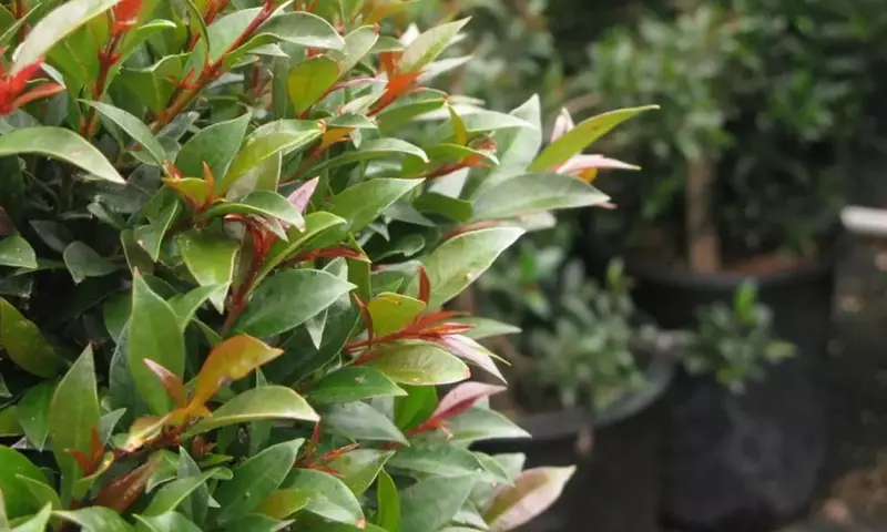 Guía Completa para la Salud de la Eugenia myrtifolia: Prevención y Tratamiento de Enfermedades
