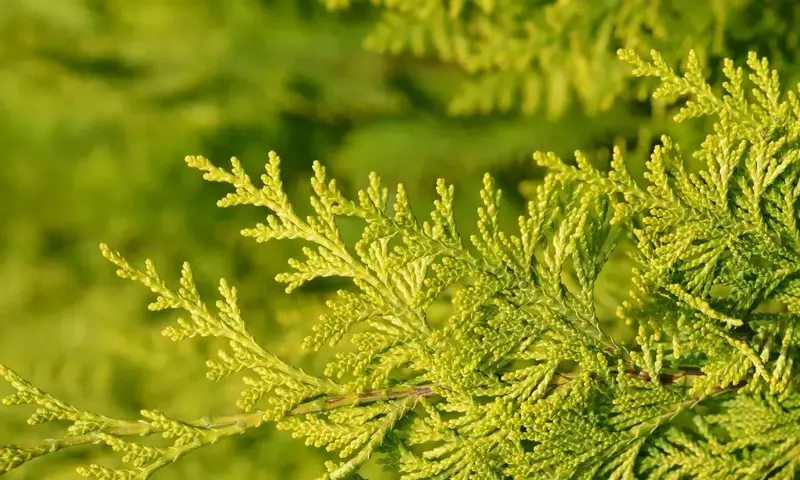 El Pino Limonero: Un Toque Cítrico y Vibrante para tu Jardín