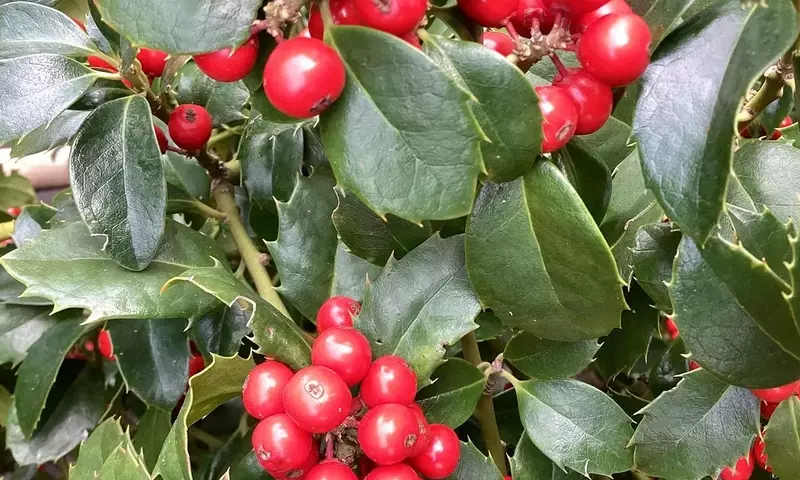 Ilex Meserveae: El Acebo Azul que Transforma su Jardín