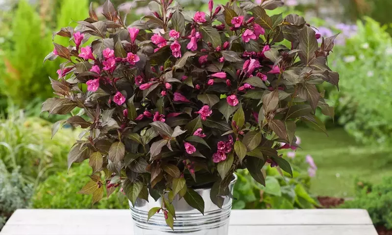 Arbustos de Flores Rojas: Un Toque Vibrante para tu Jardín