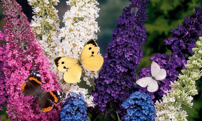 Buddleia Tricolor: Una Guía Completa para su Cultivo y Cuidado