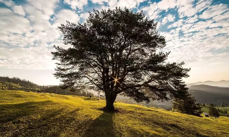 El Árbol Kiri: Un Gigante Verde para el Futuro Sostenible