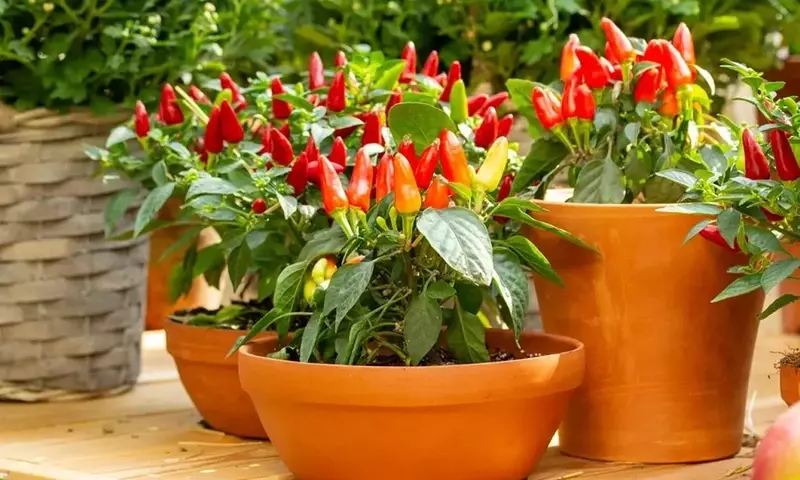Cultivo Exitoso de Chiles Picantes en Macetas: Una Guía Completa