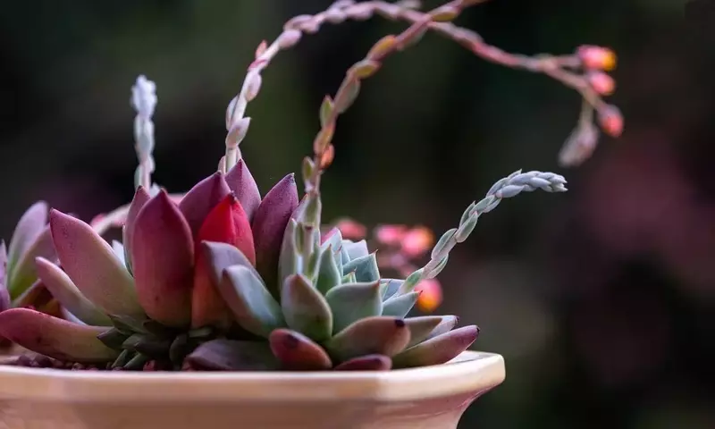 Las 10 Plantas de Interior Indestructibles para el Jardinero Olvidadizo