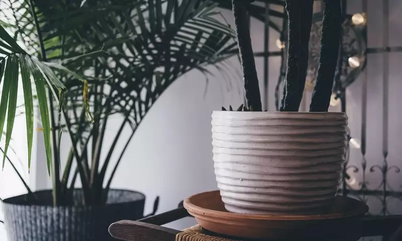 Guía Esencial para el Cuidado de Plantas de Interior Durante la Temporada Estival