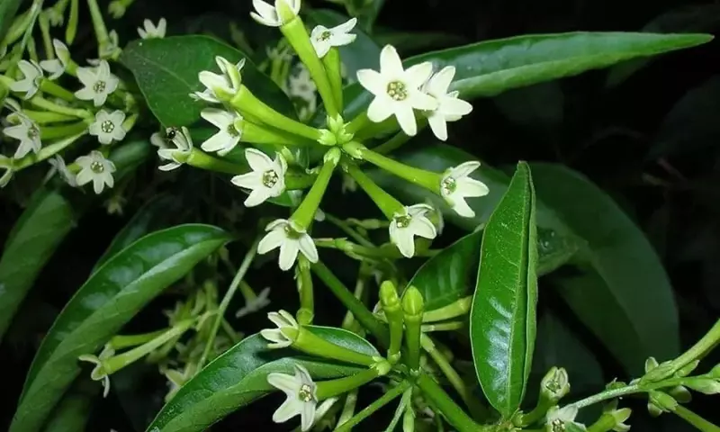 Guía Completa para el Cultivo Exitoso de la Dama de Noche desde Semillas