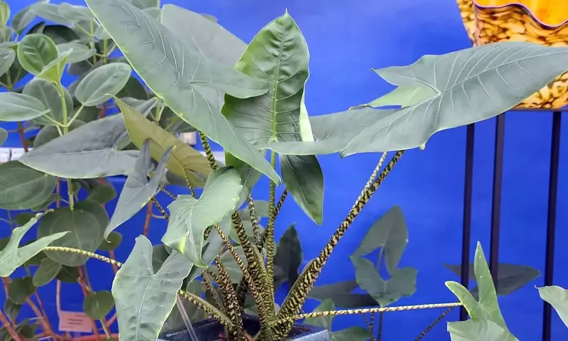 Guía Definitiva para el Cuidado Óptimo de tu Alocasia Zebrina