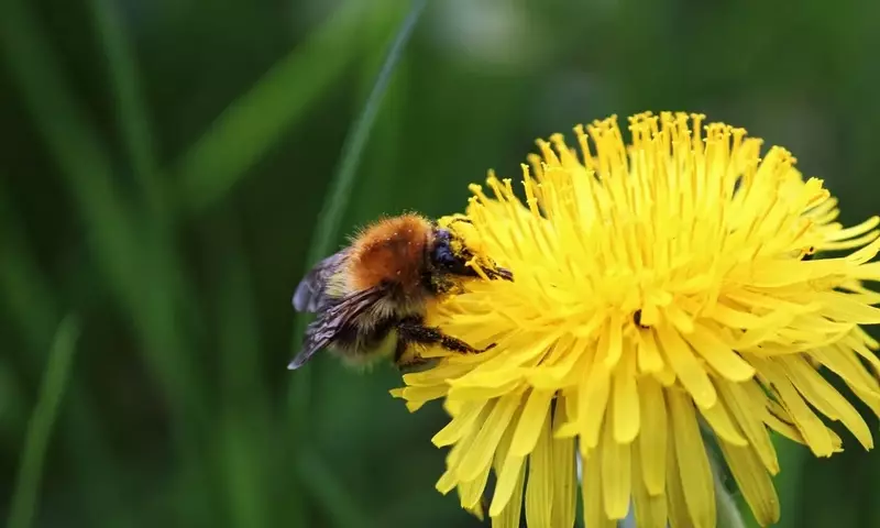 Un Vistazo Luminoso a las Pequeñas Flores Amarillas para tu Jardín