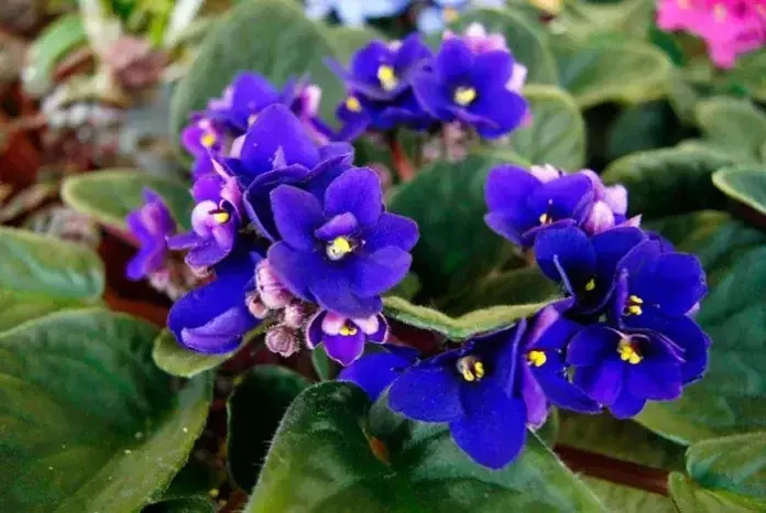 La Saintpaulia ionantha: Encanto y Cuidado de la Violeta Africana