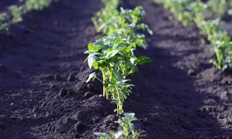 Embellezca Su Jardín: Las Mejores Plantas para Sembrar en Septiembre