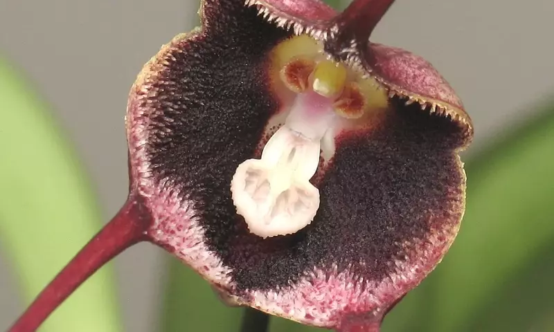 Desmintiendo el Mito: La Verdad Detr￡s de la "Flor Cara de Mono del Himalaya"