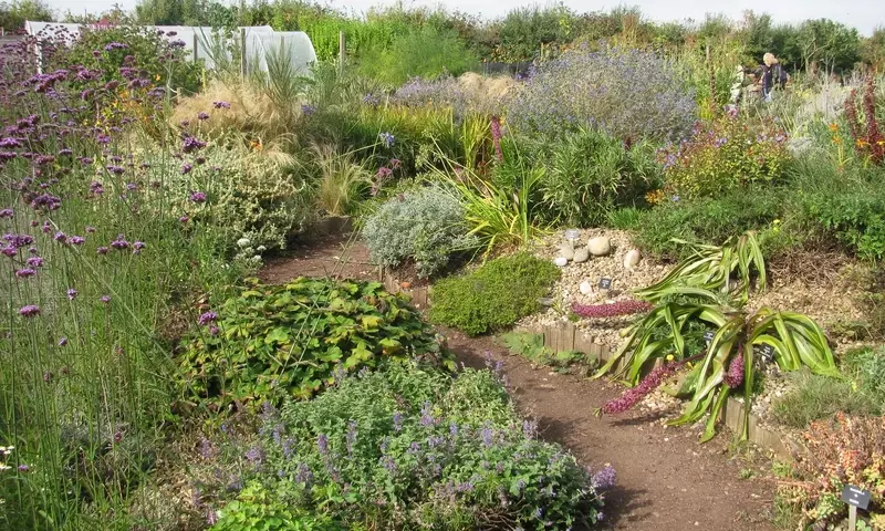 Las diez plantas más resistentes al sol directo para tu jardín