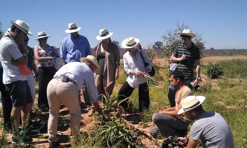Descubriendo el Aloe Vera: Desde la Botánica hasta el Bienestar del Hogar