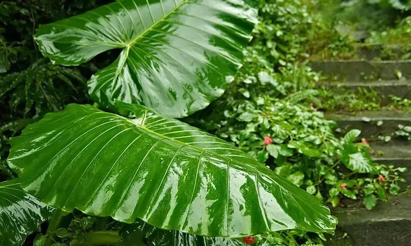 Solucionando los Desafíos Comunes del Cuidado de la Planta Oreja de Elefante