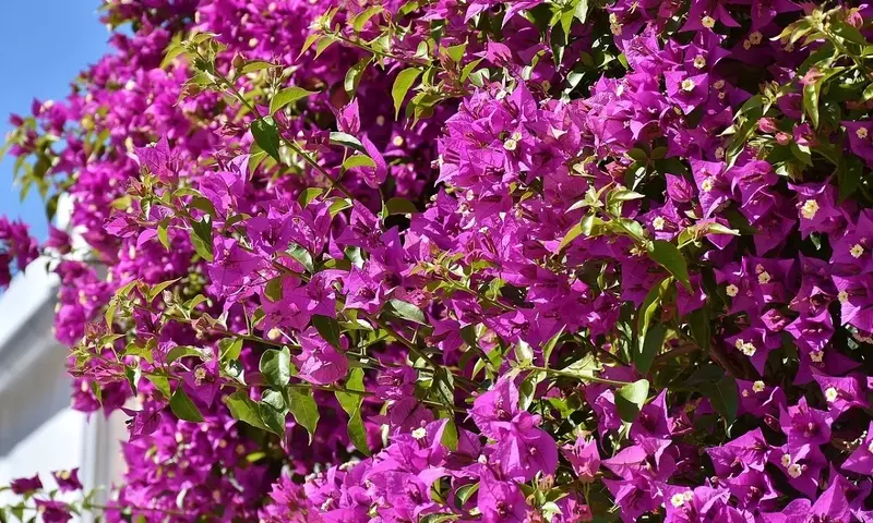 La Buganvilla: Una Belleza Trepadora para Tu Pérgola
