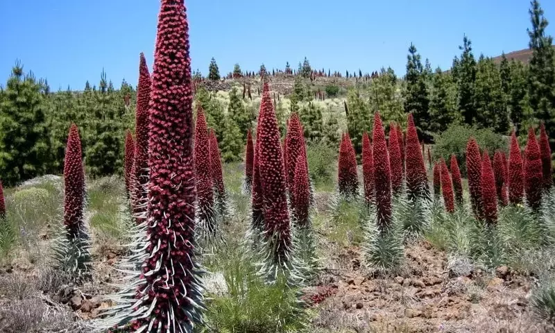 La Fascinante Echium wildpretii: Una Joya Botánica de las Islas Canarias