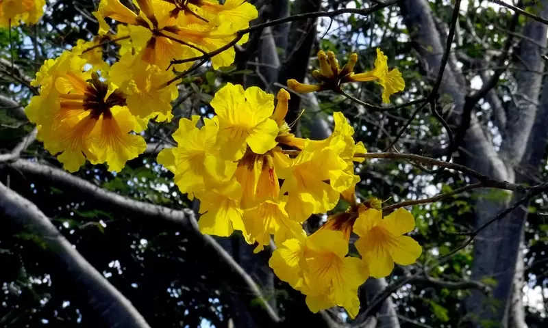 Árboles Florecientes: Una Guía de Especies con Vibrantes Flores Amarillas
