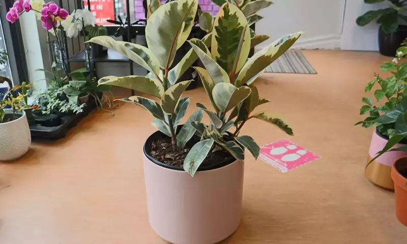 Guía Definitiva para el Cuidado Óptimo del Ficus Tineke: Secretos para una Planta Vibrante